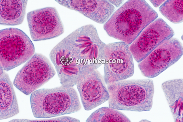Mitose dans cellules de racine d'Ail - ANAPHASE x500 - gryphea.org